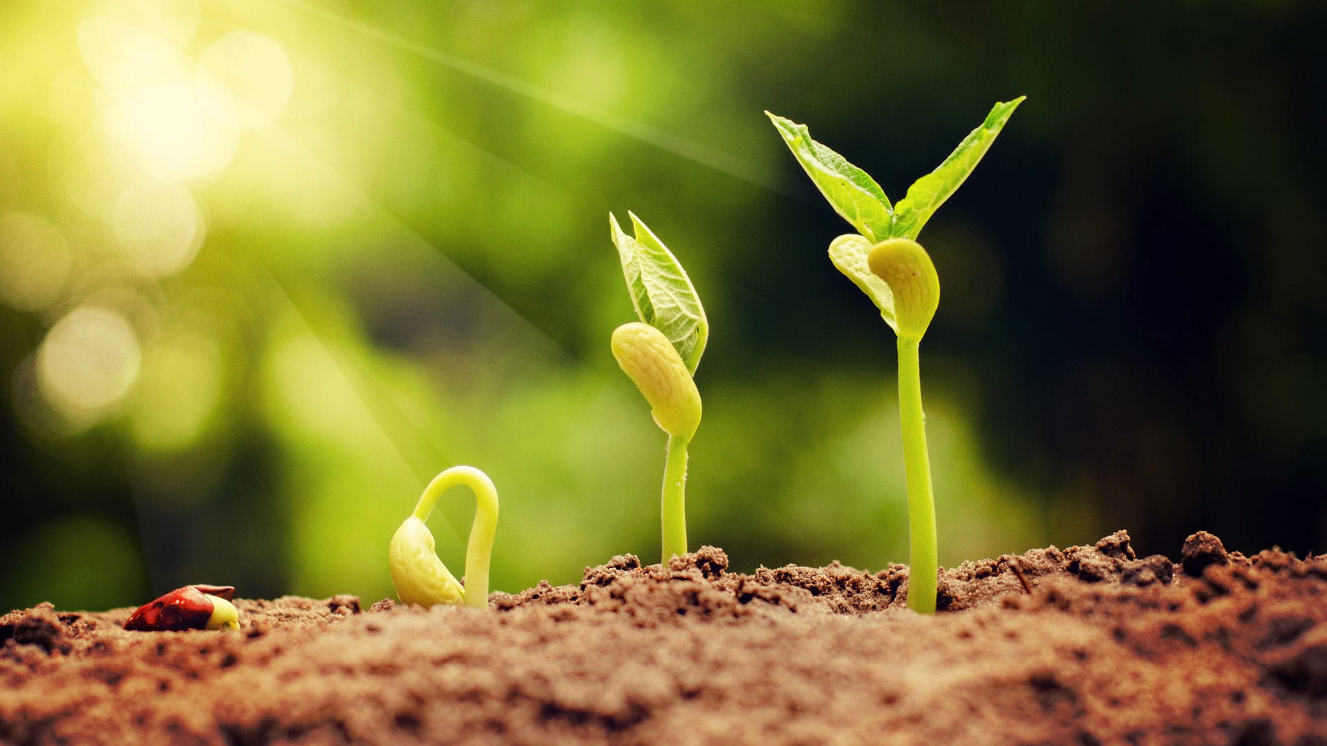 Leia mais sobre o artigo 100 maiores empresas do Agro