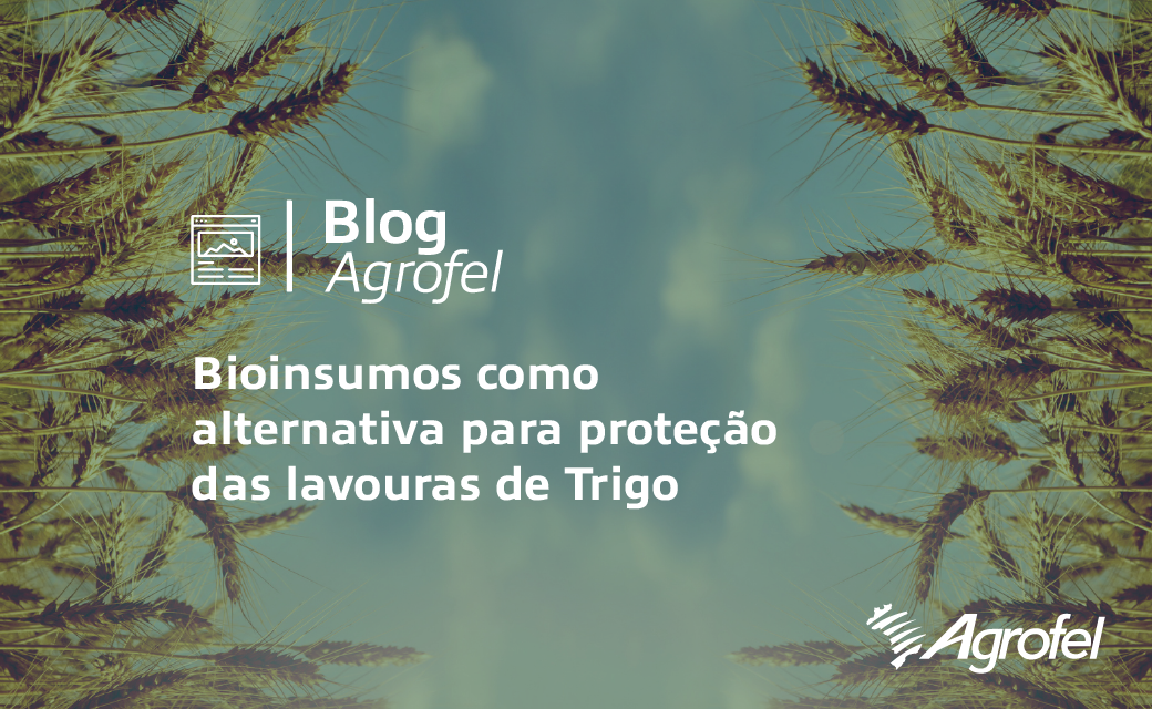 Leia mais sobre o artigo Agricultor gaúcho precisa estar atento à fase de proteção de cultivo