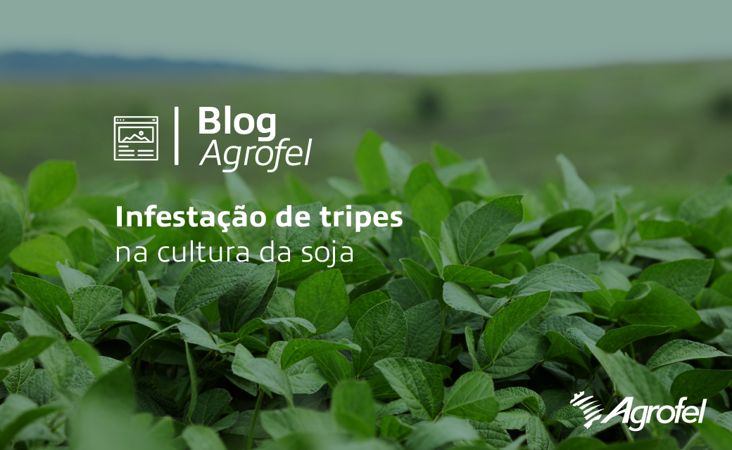 Leia mais sobre o artigo Agrofel verifica incidência de tripes nas lavouras de soja do Rio Grande do Sul