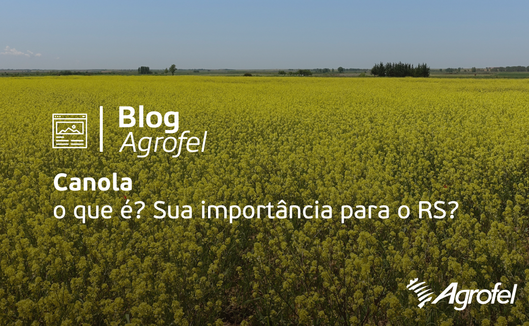 Leia mais sobre o artigo Canola: O que é e qual a sua importância para o Rio Grande do Sul?