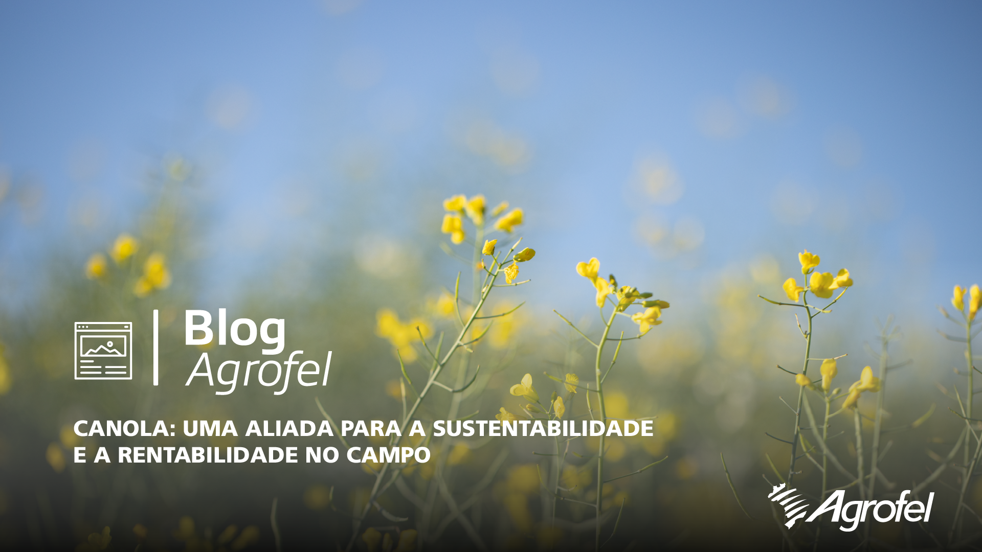 Leia mais sobre o artigo Canola: uma aliada para a sustentabilidade e a rentabilidade no campo
