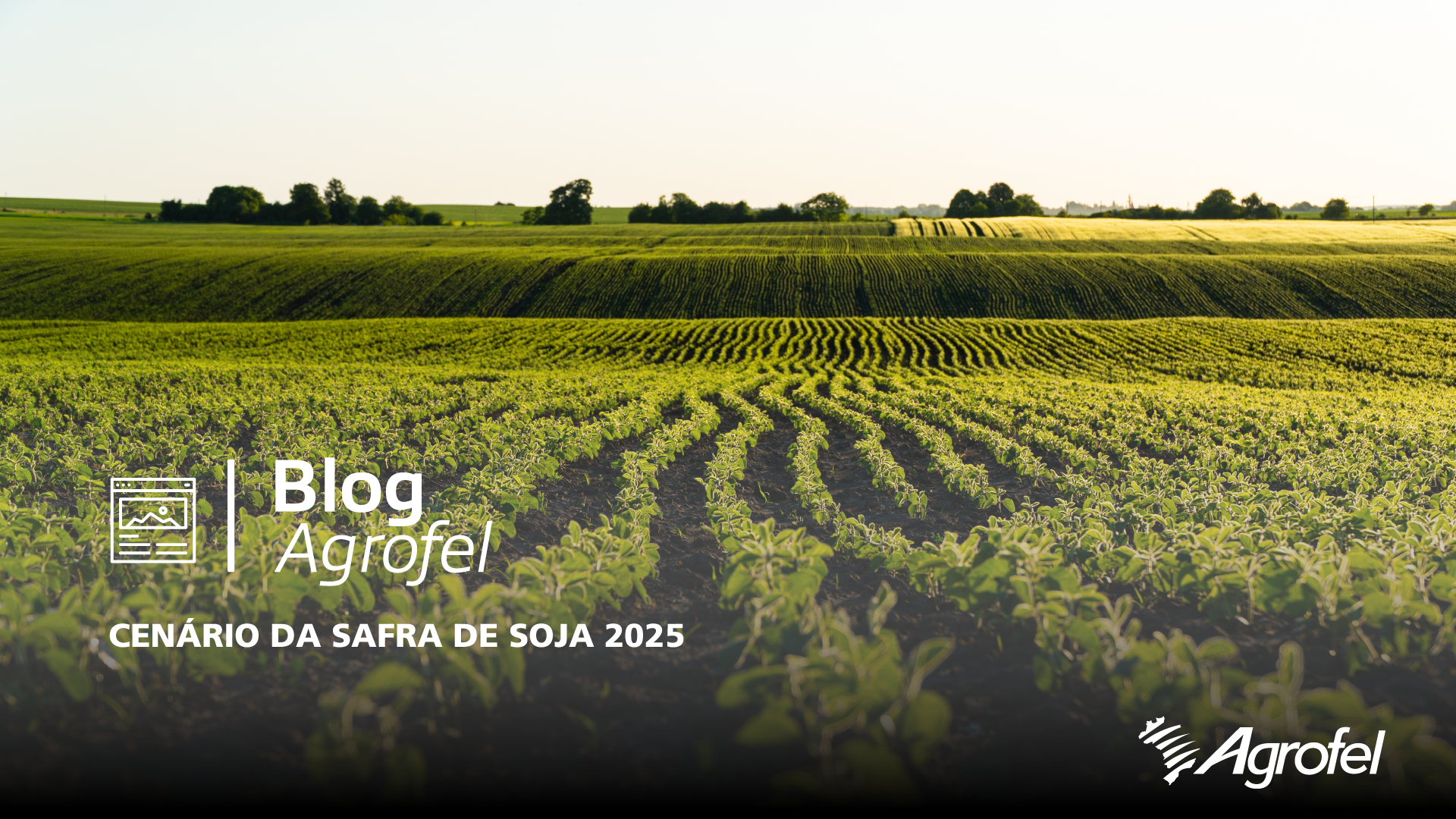 Leia mais sobre o artigo Cenário da safra de soja 2025