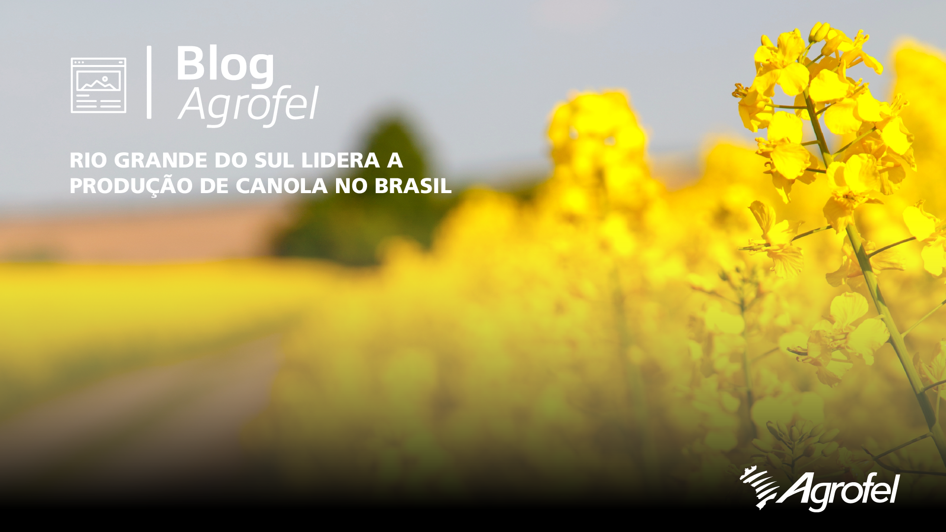 Leia mais sobre o artigo Rio Grande do Sul lidera a produção de canola no Brasil
