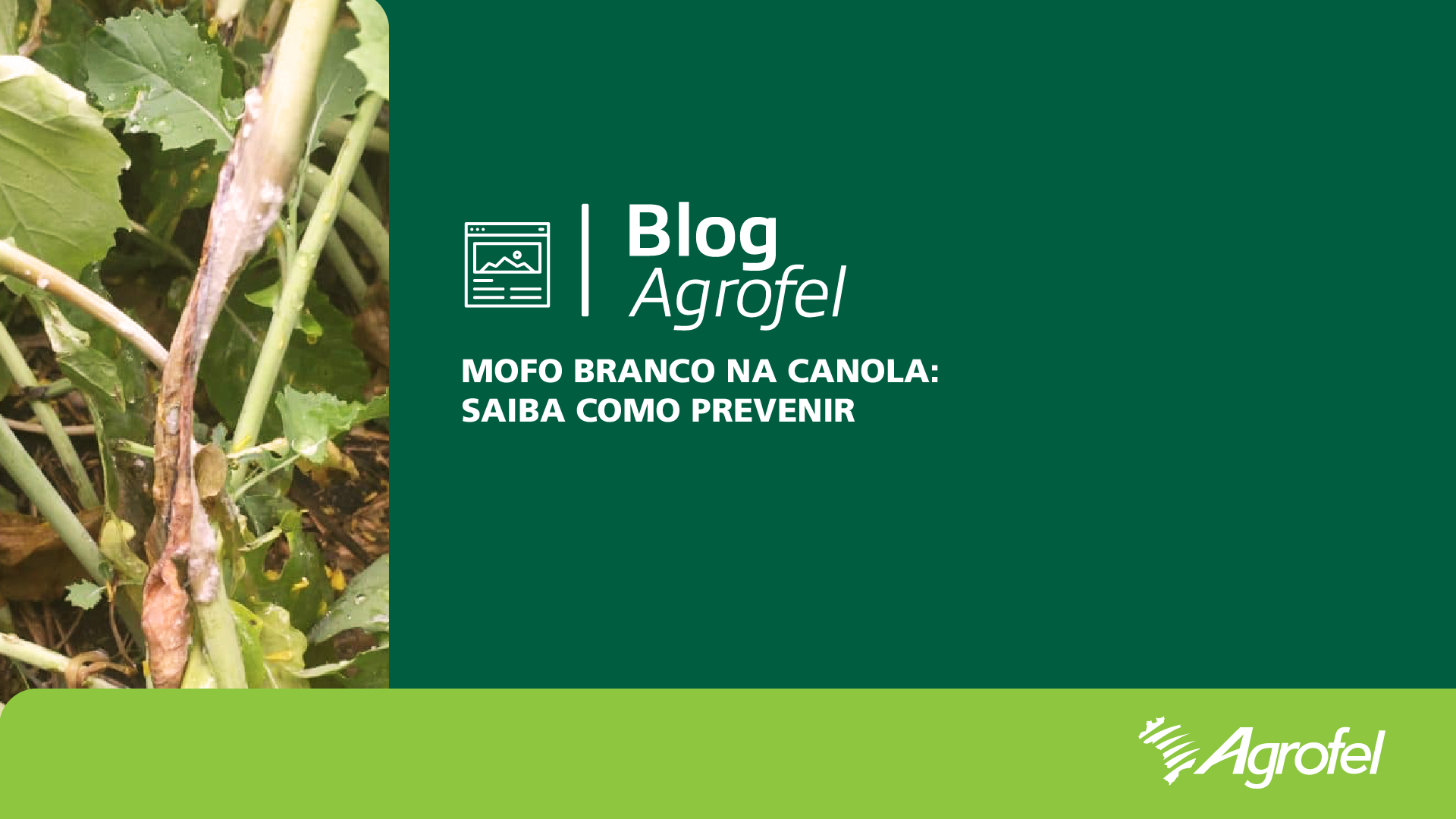Leia mais sobre o artigo Mofo branco na canola: saiba como prevenir