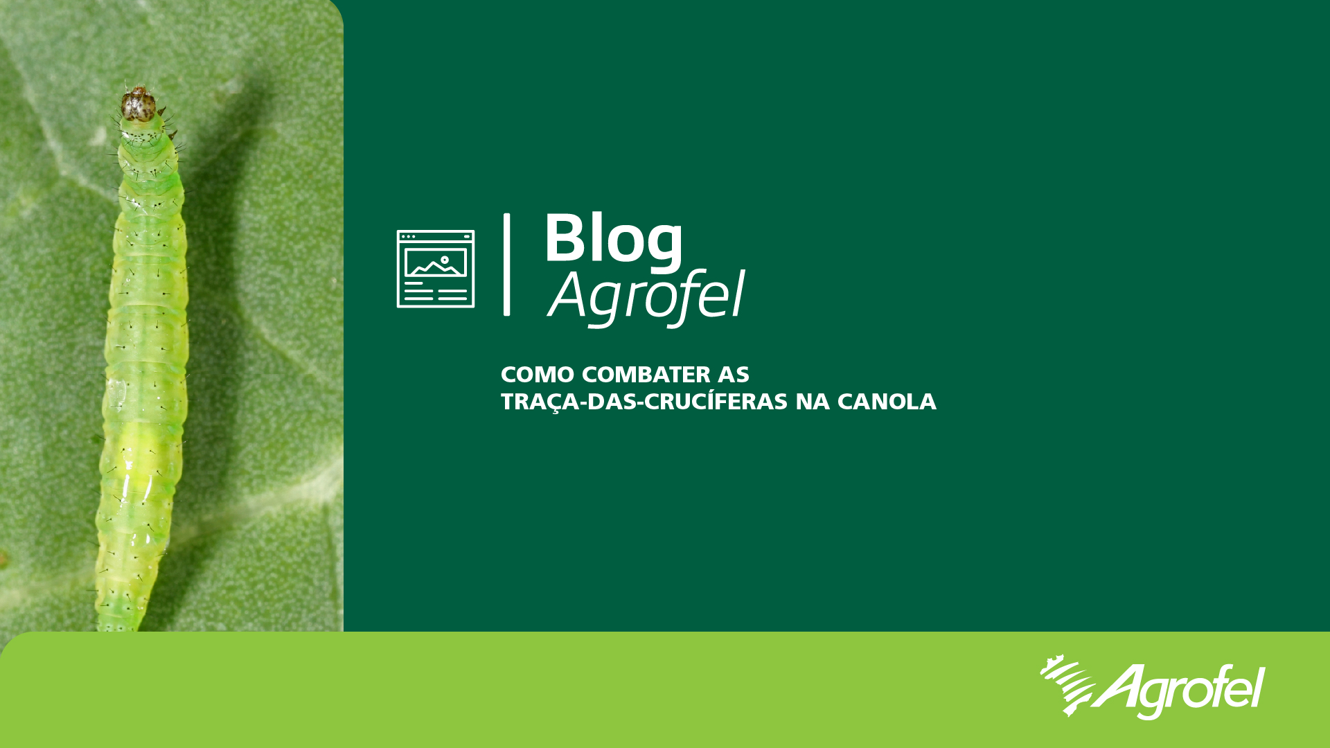 Leia mais sobre o artigo Como combater as Traça-das-crucíferas na canola