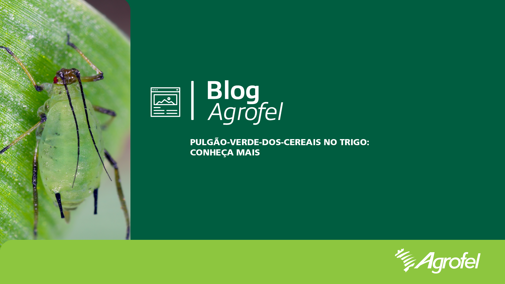 Leia mais sobre o artigo Pulgão-verde-dos-cereais no trigo: conheça mais