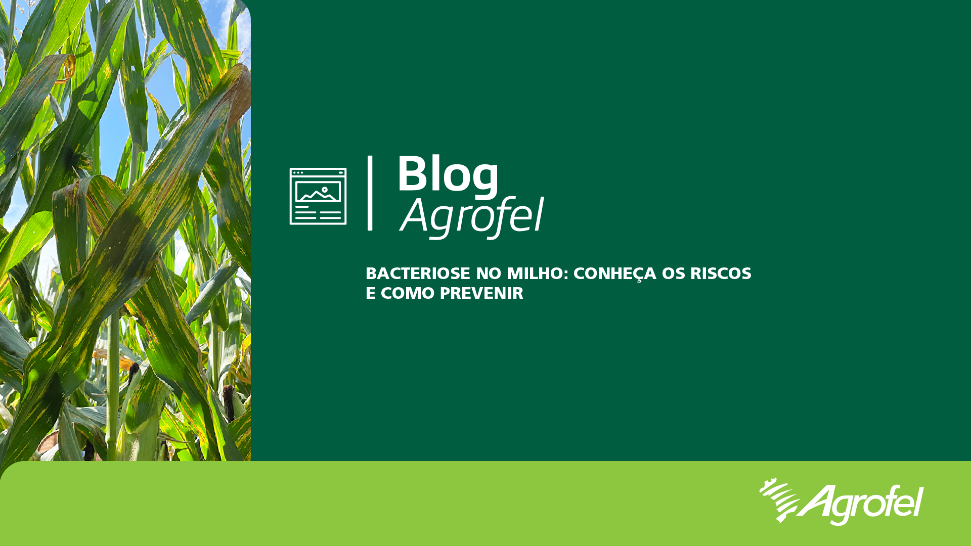 Leia mais sobre o artigo Bacteriose no milho: conheça os riscos e como prevenir