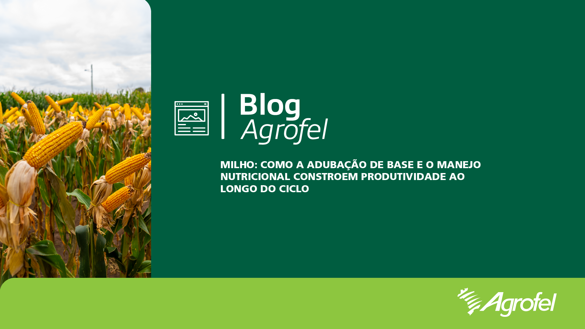 Leia mais sobre o artigo Milho: como a adubação de base e o manejo nutricional constroem produtividade ao longo do ciclo