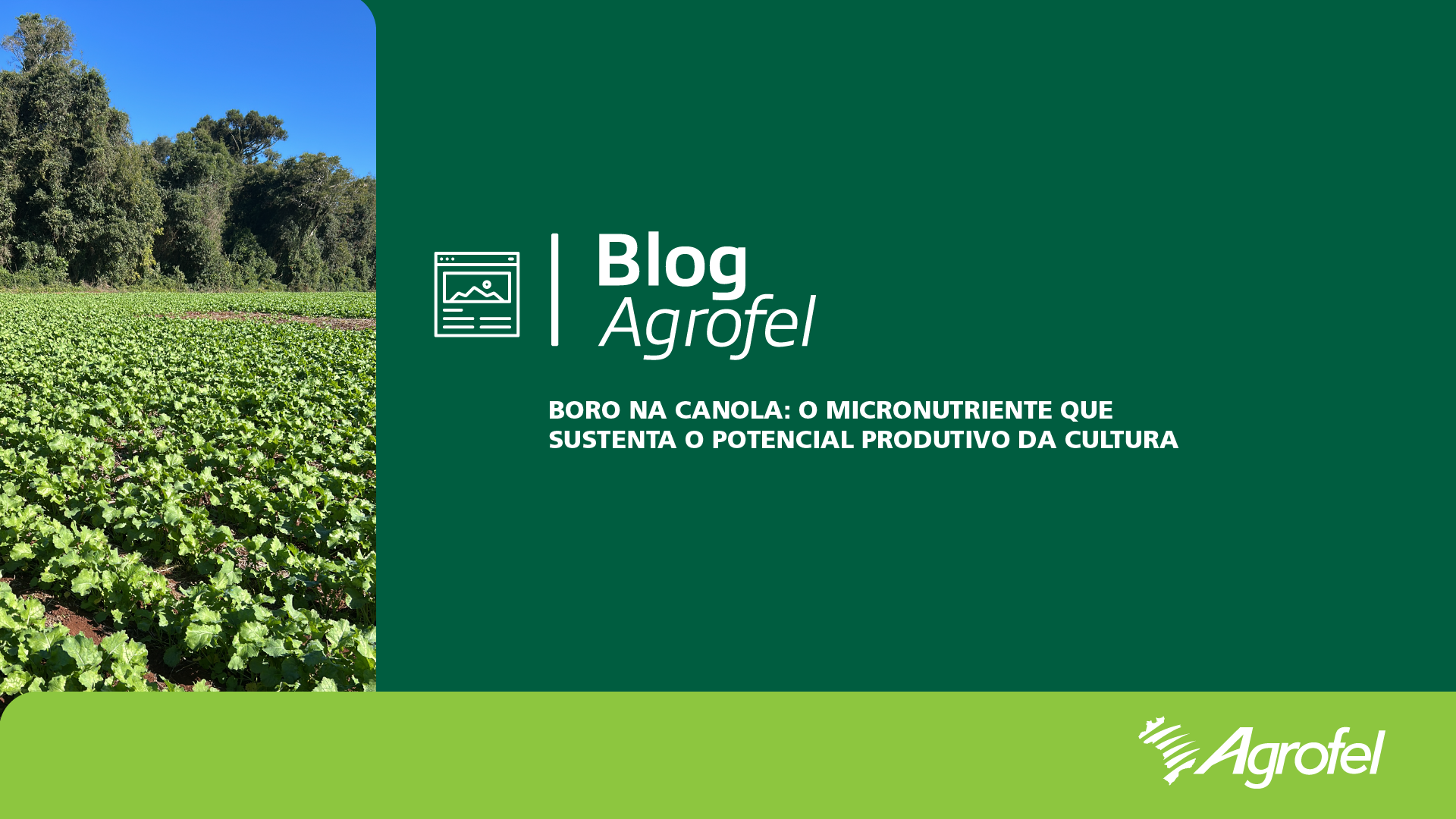 Leia mais sobre o artigo Boro na Canola: o micronutriente que sustenta o potencial produtivo da cultura