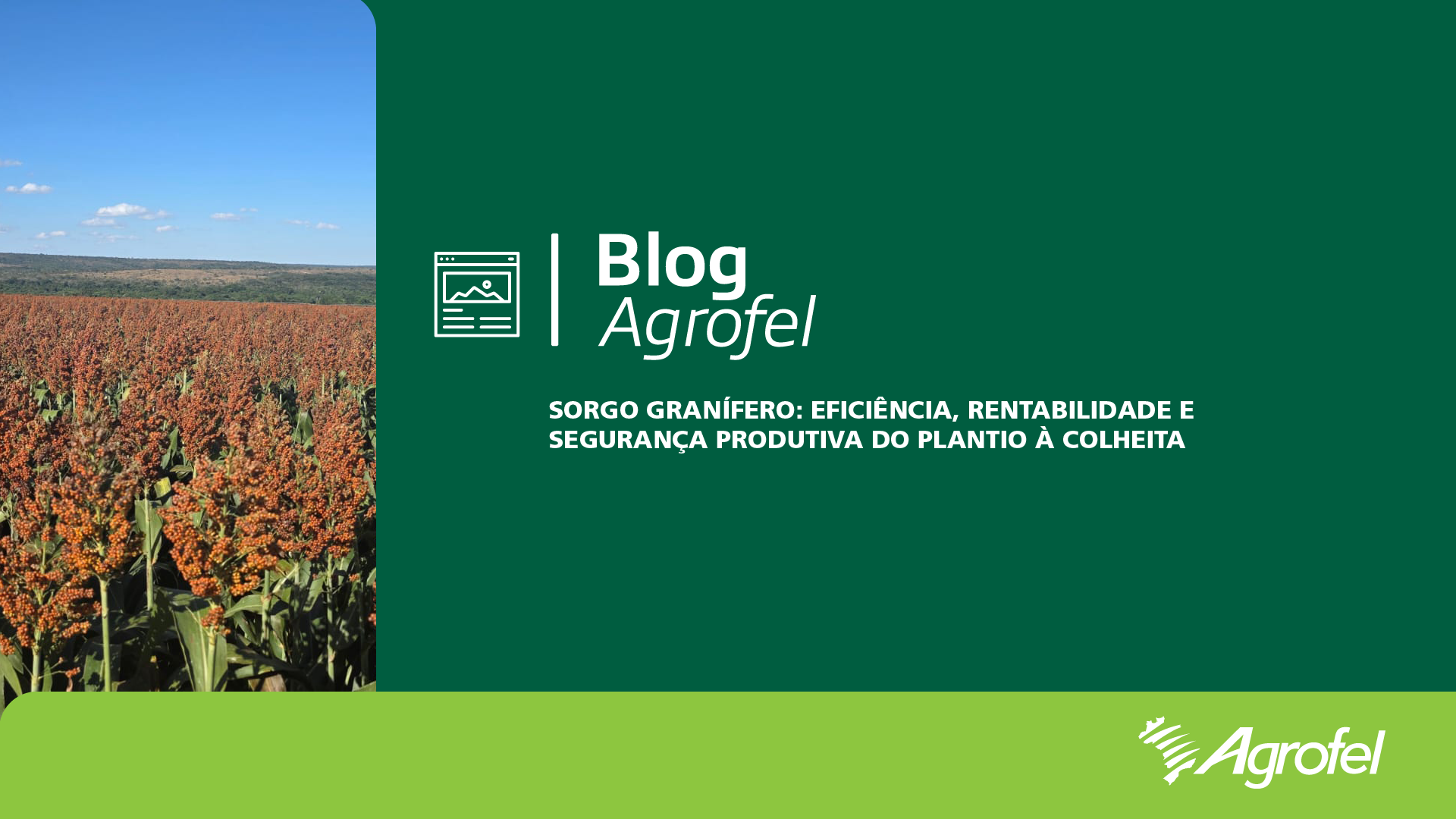 Leia mais sobre o artigo Sorgo Granífero: eficiência, rentabilidade e segurança produtiva do plantio à colheita 